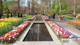 2014-04-17 Holland Tulips 48.jpg